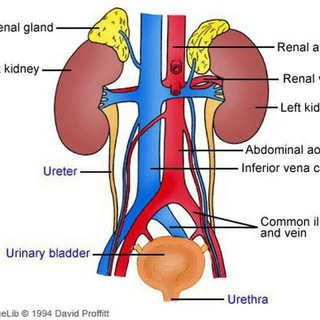 Nephrology books , courses